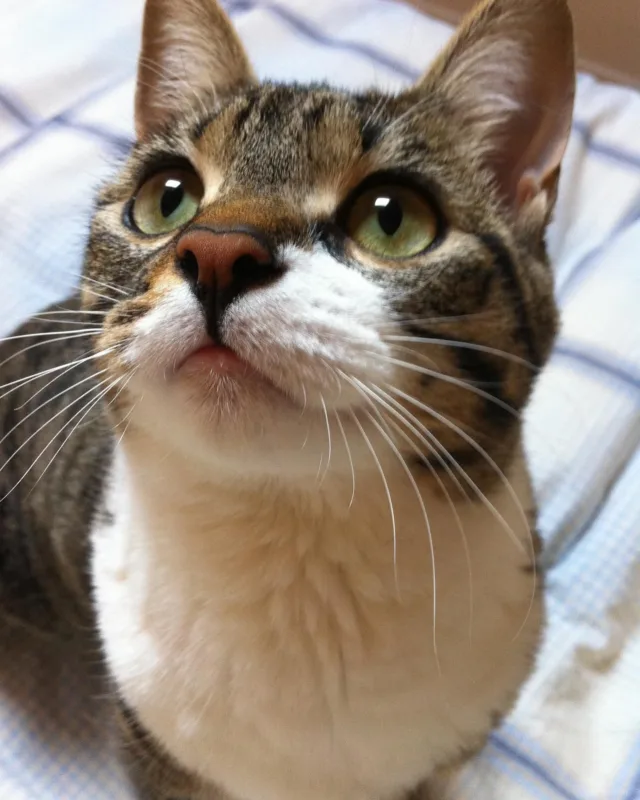 IG
Visto che sono una gattara, niente …non resisto! Oggi, in onore della Festa dei Gatti, un po’ di foto (vecchie e recenti) delle mie tre meraviglie! 😻📸 

Nel carosello, le trovi in ordine di apparizione e di arrivo nella mia vita nelle prime tre foto: Nina (la primogenita) Polpetta (la seconda) e Nespola (new entry) poi… random, perché ognuna ha il suo momento da star!

Ognuna con il suo carattere, ognuna con il suo modo di portare sorrisi e tanta gioia (e qualche notte insonne, ma vabbè! 😅). 

La verità? Il piacere è sempre più grande dell’impegno. 💛

Quanti mici riempiono la tua vita? Raccontamelo nei commenti!

#festadeigatti #silvabuccipo #catlover #perlavoroeperpassione #gattaraforever